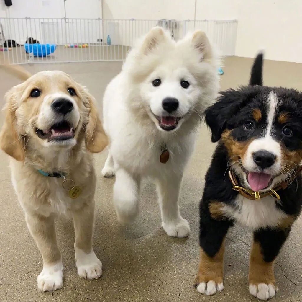 小狗狗在汪汪日托班里和好朋友们的合照.这也太可爱了吧!_影视聚合站