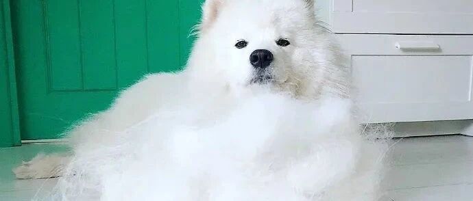 两只萨摩掉毛超多，铲屎官就织成了帽子围巾，网友羡慕了：超想要！