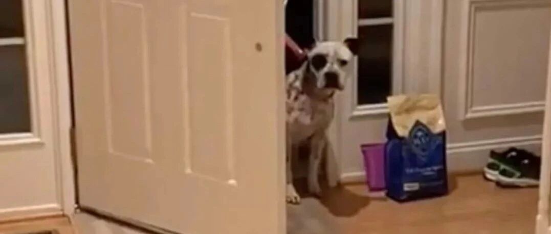 狗狗被领养后不敢进家门，但只过了一夜，它的改变让主人都惊了...