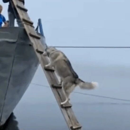 本以为是个废铁，结果是个王者二哈...