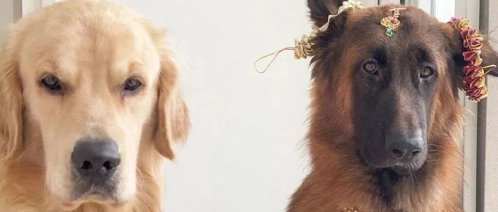 同时养了德牧和金毛，结果它俩灵魂互换了？？