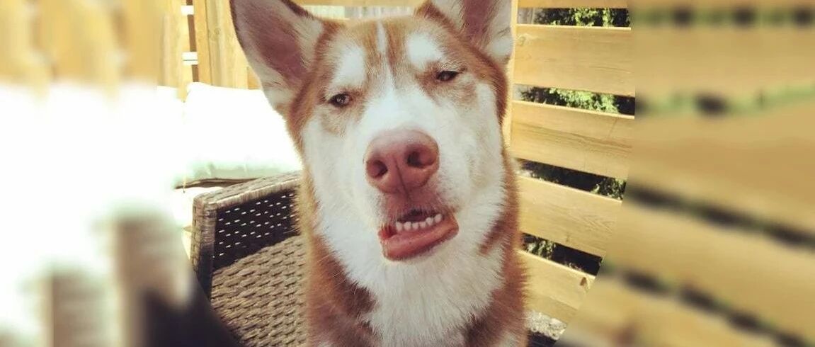 公园里看到一只狗傻乎乎的，主人：其实它真是一个傻子...