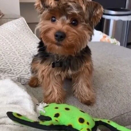 当一只很有礼貌的小狗狗，要来找你玩时...