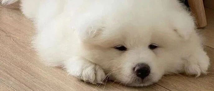 给你家狗子花钱最多一次干了啥，后悔了没？