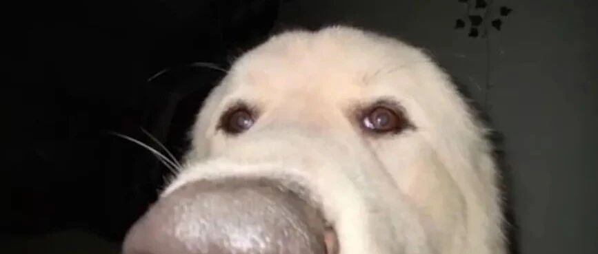 “铲屎官别拍了，我丑得睡不着！”