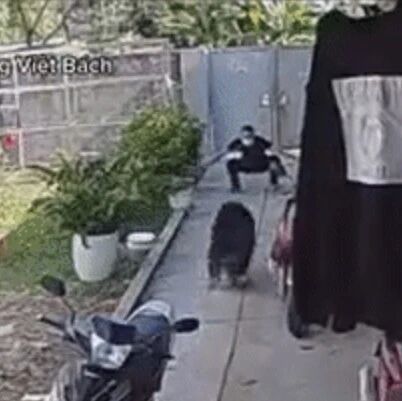 主人回家见狗子热情奔来，可刚开心了一秒就...哈哈哈哈哈！