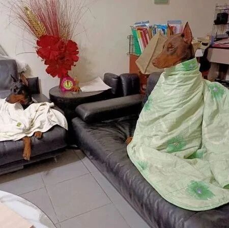 外婆怕俩杜宾外孙冷，特地用棉被包到脖子，网友笑喷了...