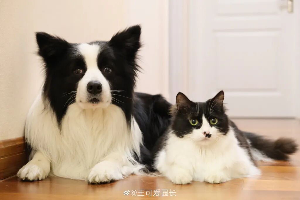 当边牧遇到奶牛猫,网友惊了:简直是异父异母的亲兄弟!-友友