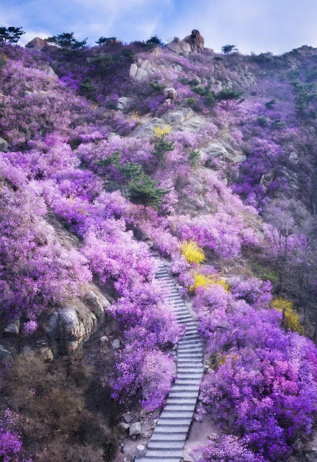 均溫20℃的海濱老城，紫色泡桐花美得像國外，現在去性價比超高 旅遊 第4張