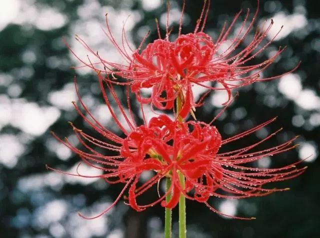 农村有种花被称为 死人花 花和叶从不见面 能用它来防瘟疫 全网搜