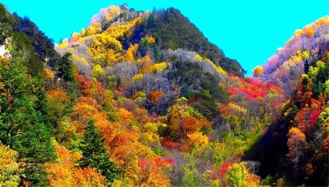 四川最美的15個紅葉區，一到秋天就燃成一片片紅海！ 旅行 第19張