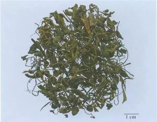 每天最少学一味中药 紫花地丁 第525天 最新资讯 咨询 医承有道 医承有道学堂 医承有道教育 专注于中国医药健康教育 Powered By Edusoho