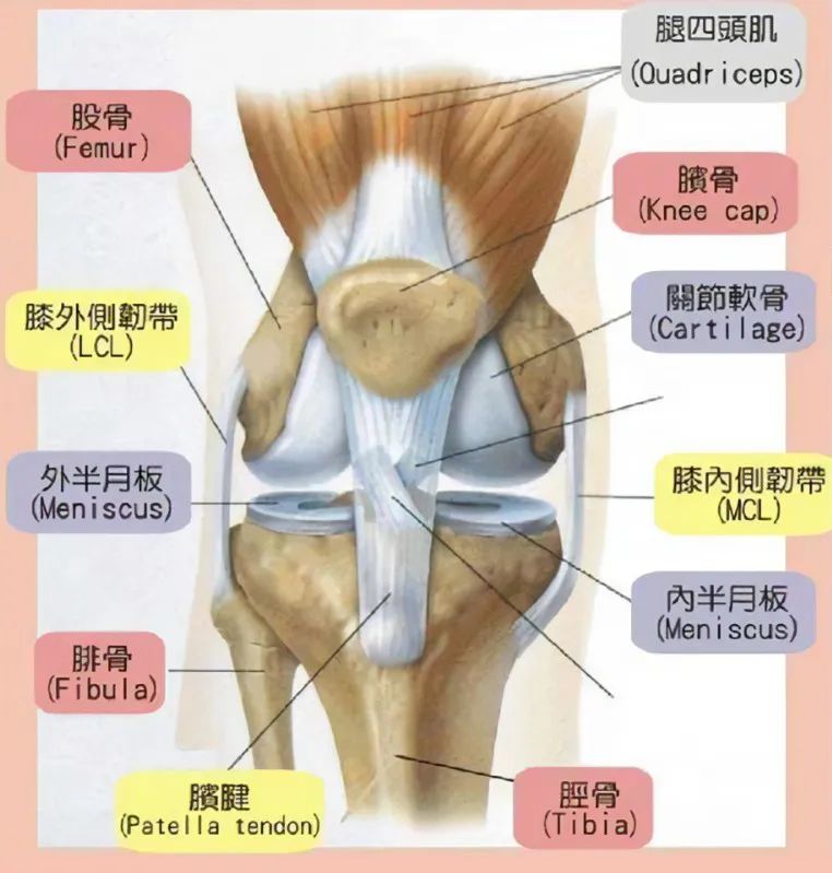 【典型病历】PRP疗法修复胫侧副韧带损伤