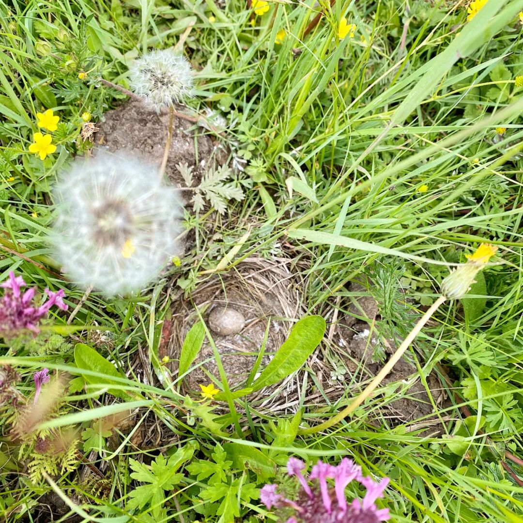 酒店测评 我在3000米的草原野奢营地 体验了一场花海里的篝火派对 树莓精选 微信公众号文章阅读 Wemp