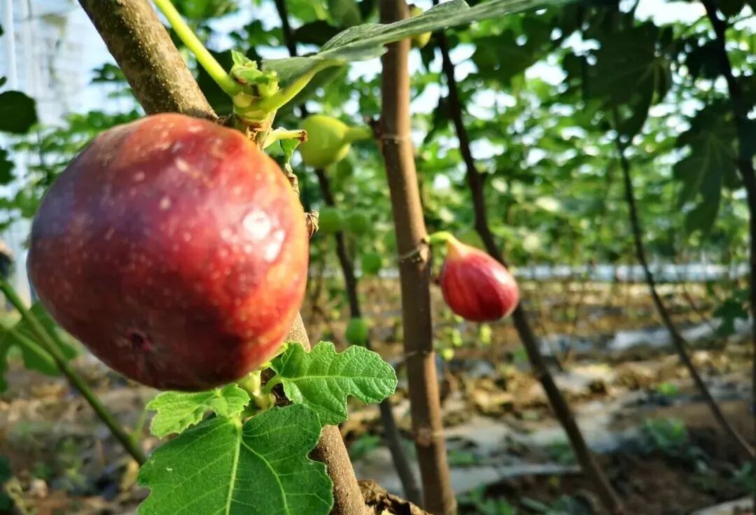 高能来袭！来看这些农田里的“科技盛宴”