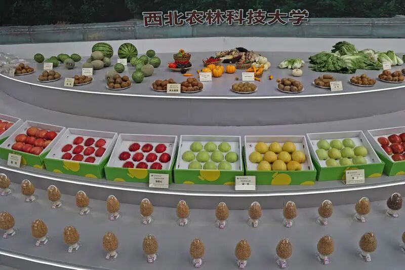 高能来袭！来看这些农田里的“科技盛宴”