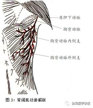 胸背动脉在背阔肌的内表面肌膜下走行,通常分为外侧支和内侧支两大