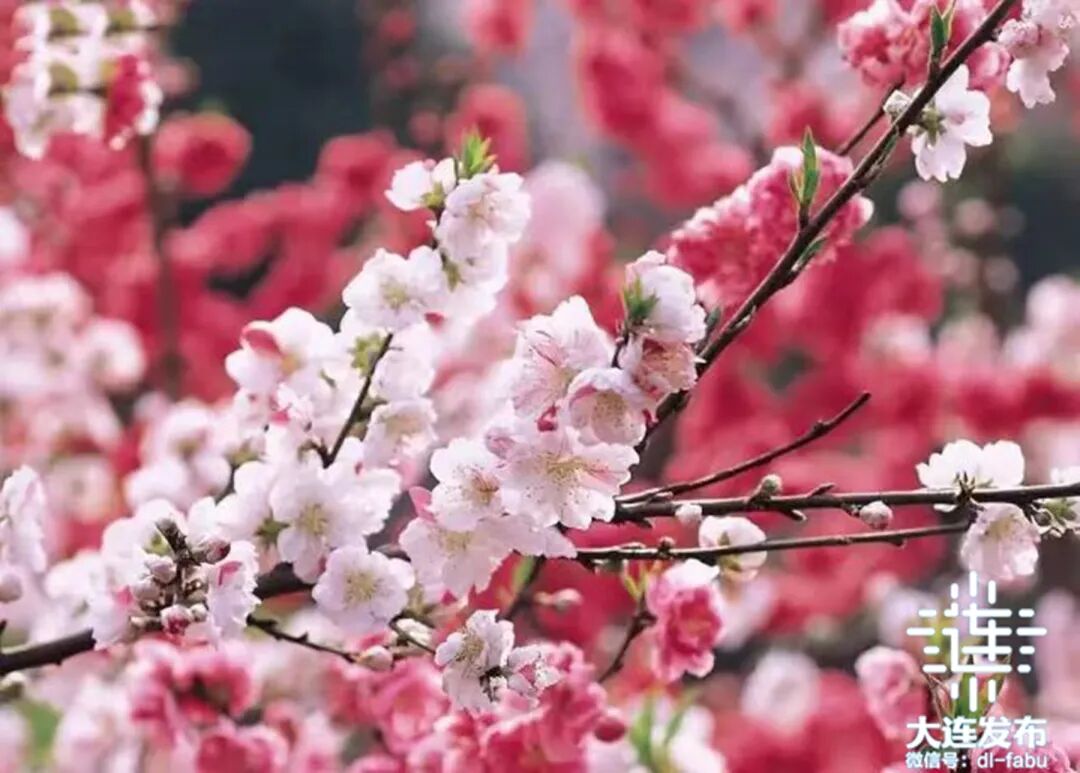 大连"五一"期间十六项重点文旅活动