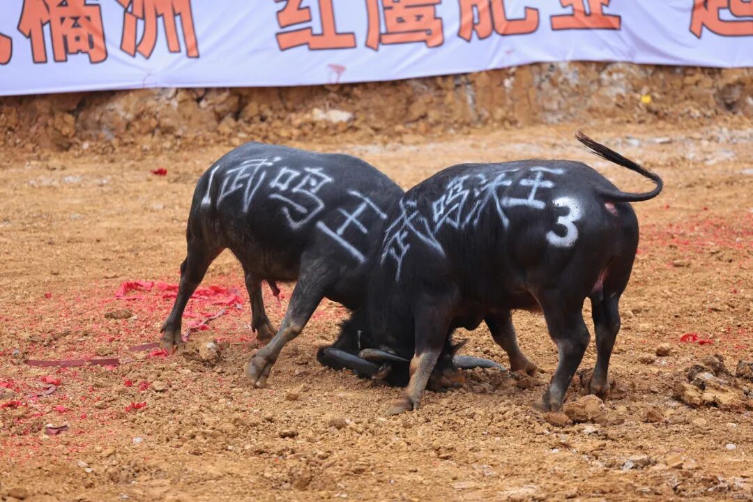 68备受广大群众和游客期待的2024年武鸣三月三文化旅游节斗牛大赛