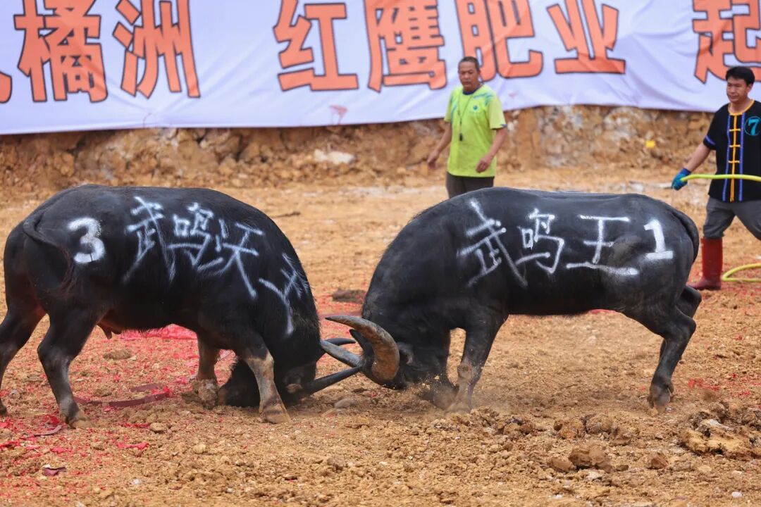 68备受广大群众和游客期待的2024年武鸣三月三文化旅游节斗牛大赛