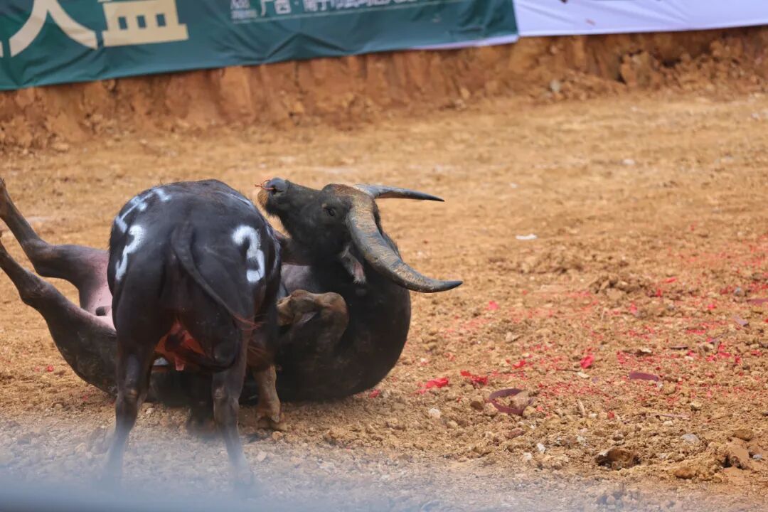 三月三斗牛赛宜州牛魔王夺冠