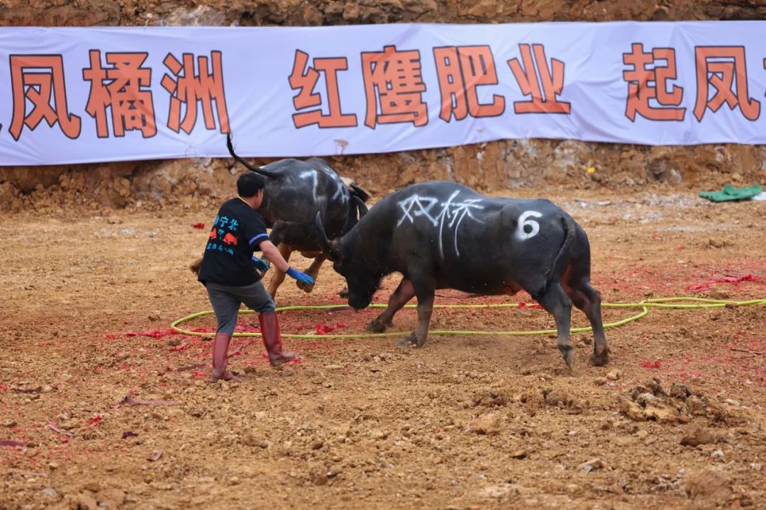 三月三斗牛图片