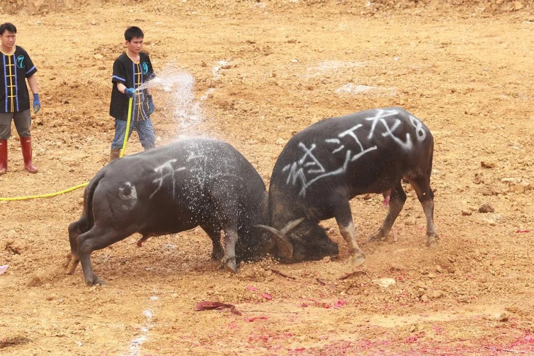 三月三斗牛图片