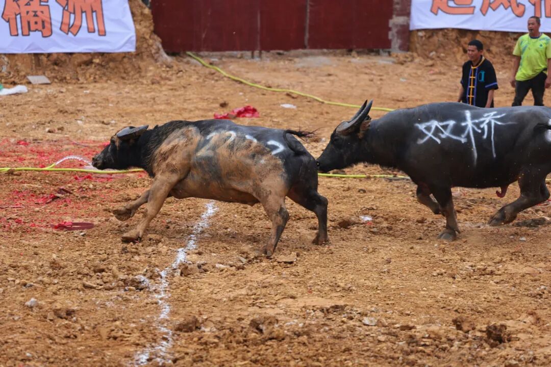 三月三斗牛赛宜州牛魔王夺冠