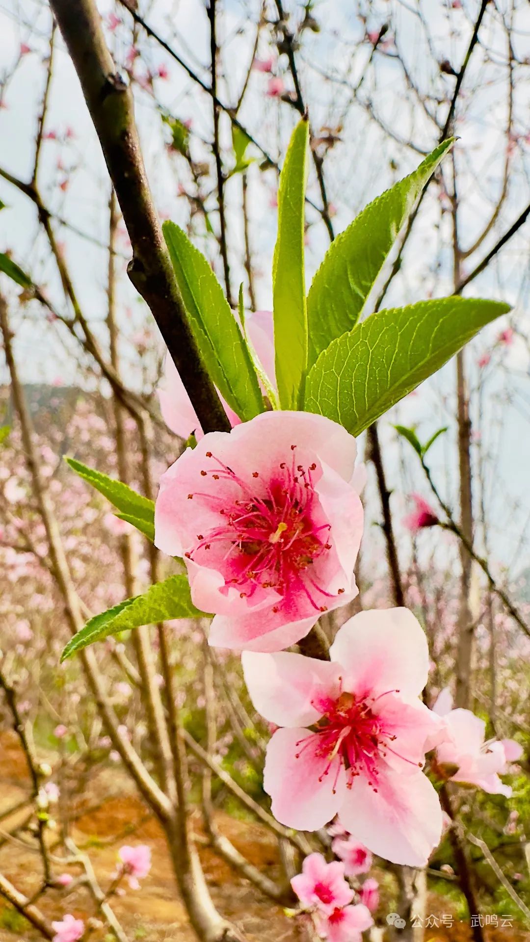 朵朵桃花迎春开春意盎然沁人心