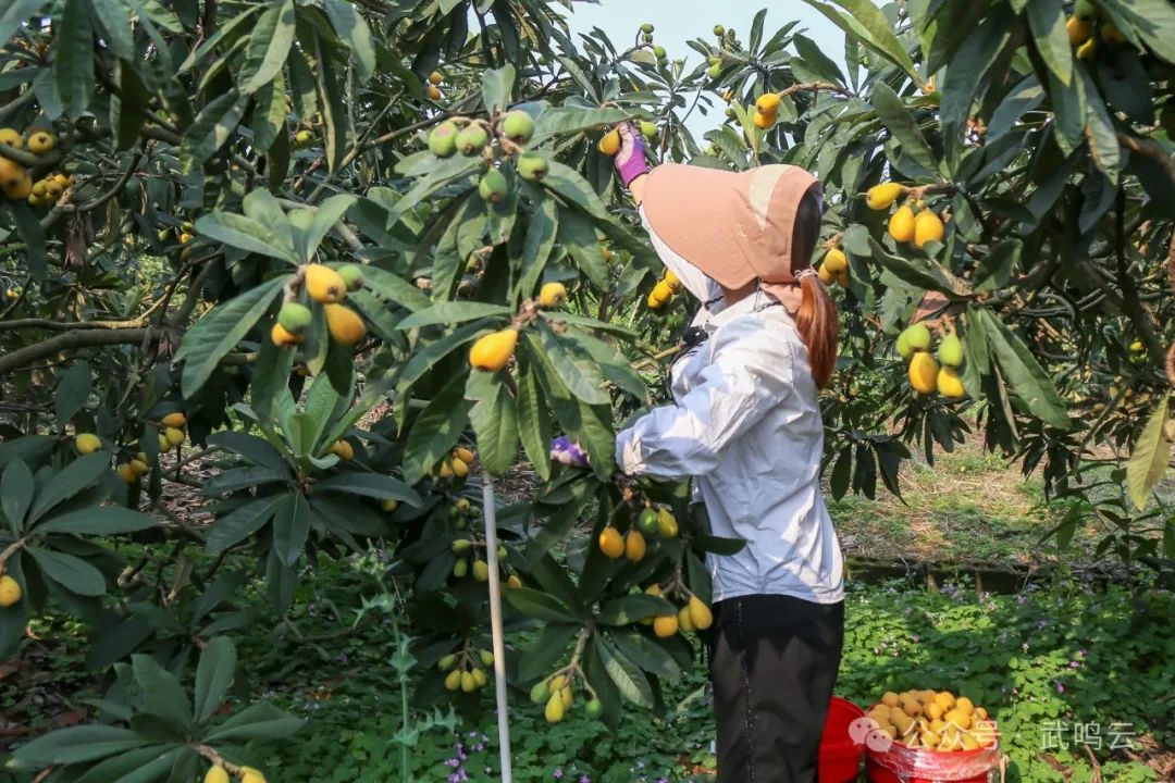 重庆枇杷采摘基地图片