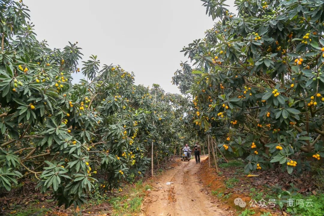 又到枇杷飘香时错过了就要再等一年