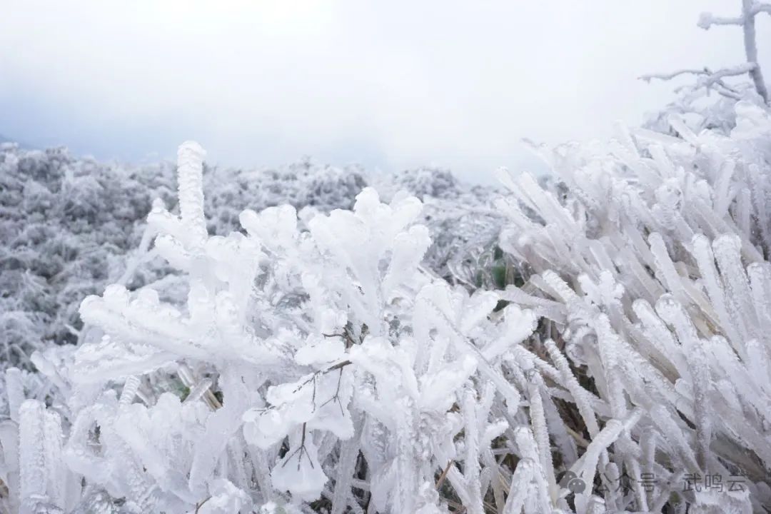 太美了大明山迎來2024年第一場霧凇