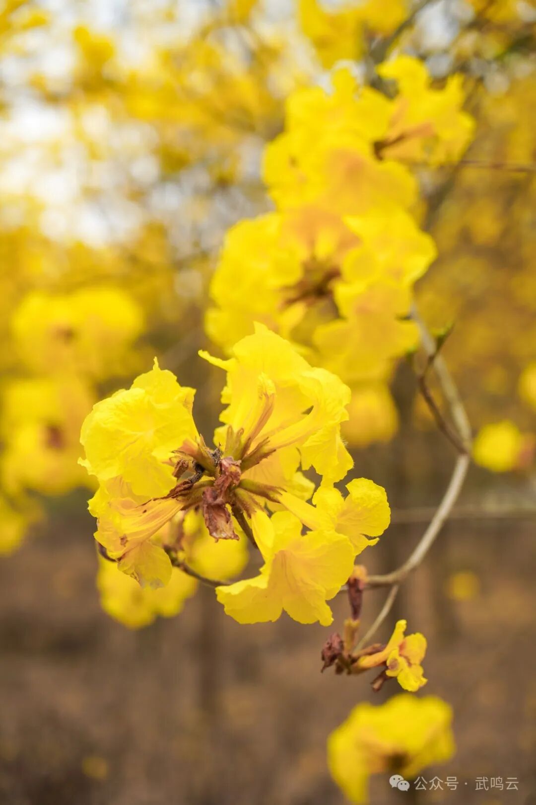 枝头上的黄色烂漫春日图景美不胜收