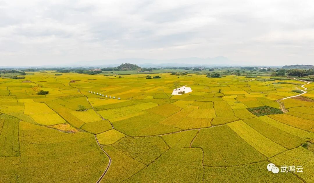 2022年武鸣区经济社会大局稳定_武鸣要闻_广西南宁市武鸣区人民政府