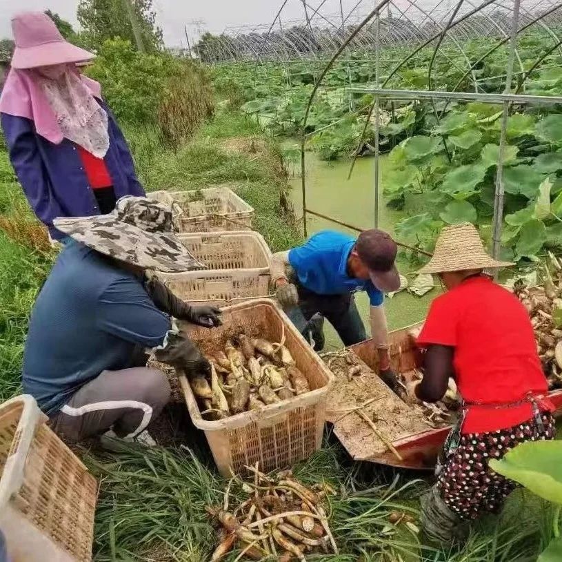 快看！这本是秋天活计 在南陵却出现在夏季！