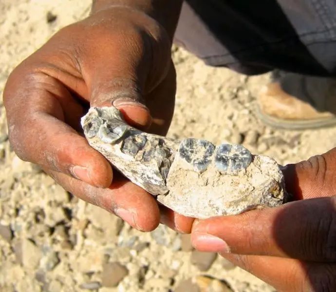 生存至今的远古生物_世间远古生物都有哪些_世间远古生物