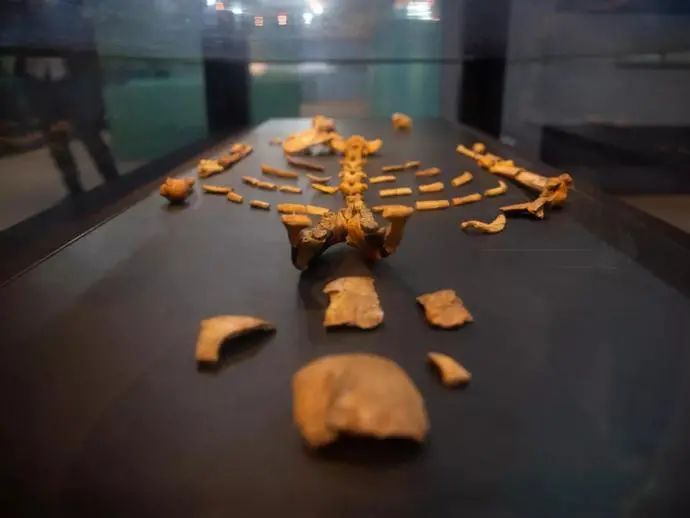 世间远古生物都有哪些_生存至今的远古生物_世间远古生物