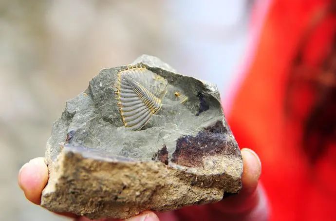 世间远古生物_生存至今的远古生物_世间远古生物都有哪些