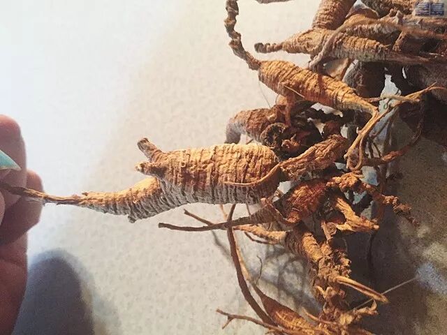 华人注意！中国海关禁带野生海参花旗参，没收销毁、过量闯关视为走私，还有这些也上了黑名单... - 1