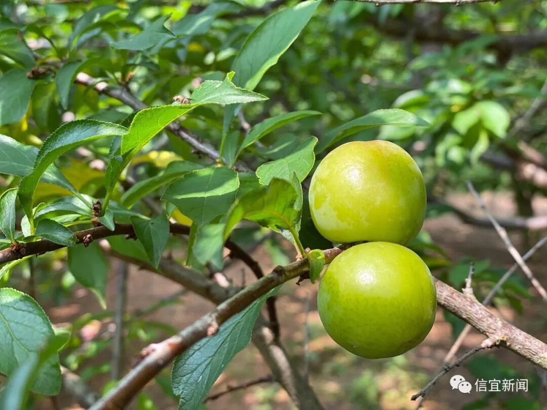 哗那鲜美的南华李