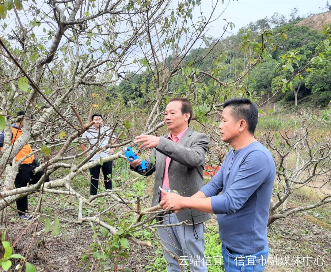 平塘湾龙村300户三华李果农交托服务中心剪枝省心省力效果好