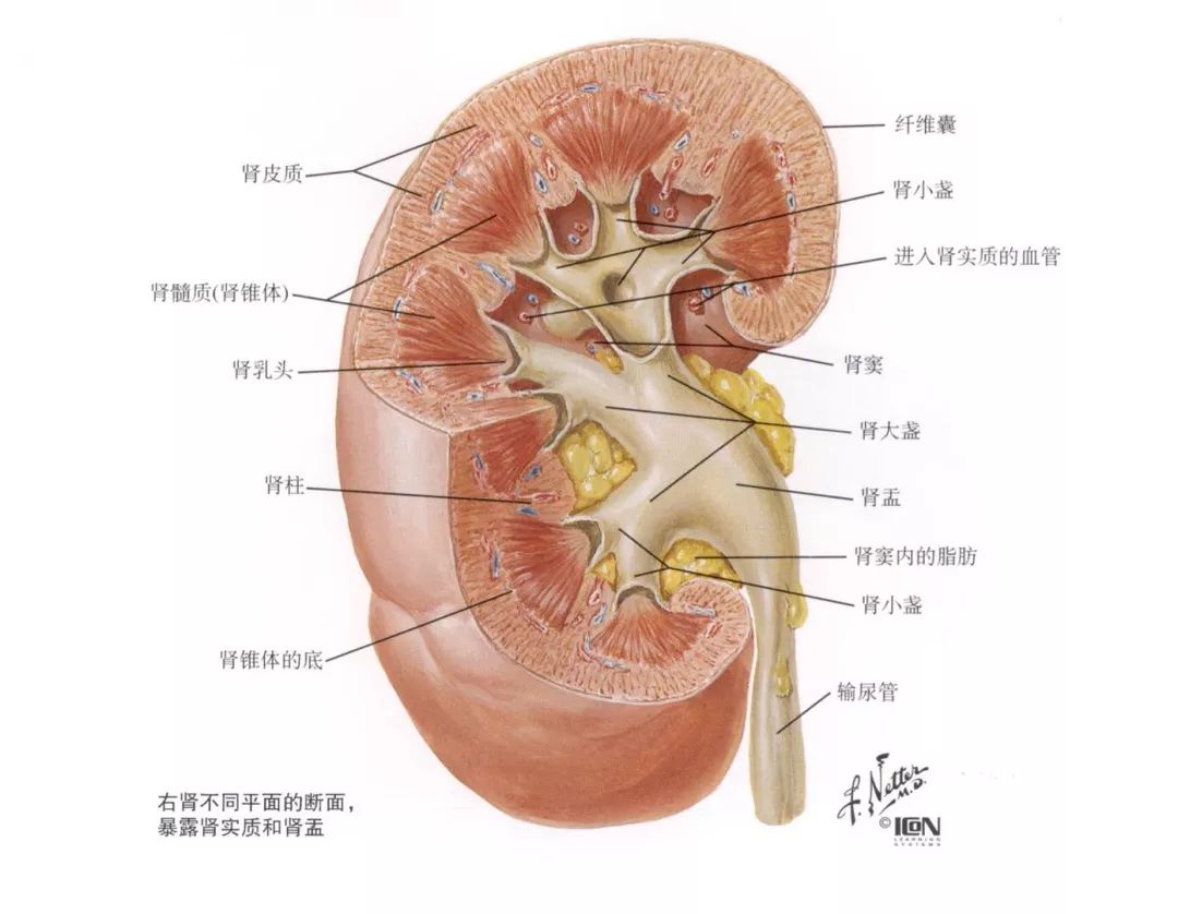 一文搞定肾脏解剖与生理 医学解剖 微信公众号文章阅读 Wemp