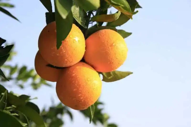 柑橘1.jpg