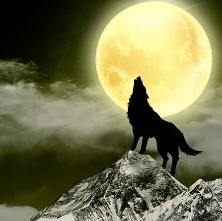 什么叫狼性领导?看完这六张图你就懂了!