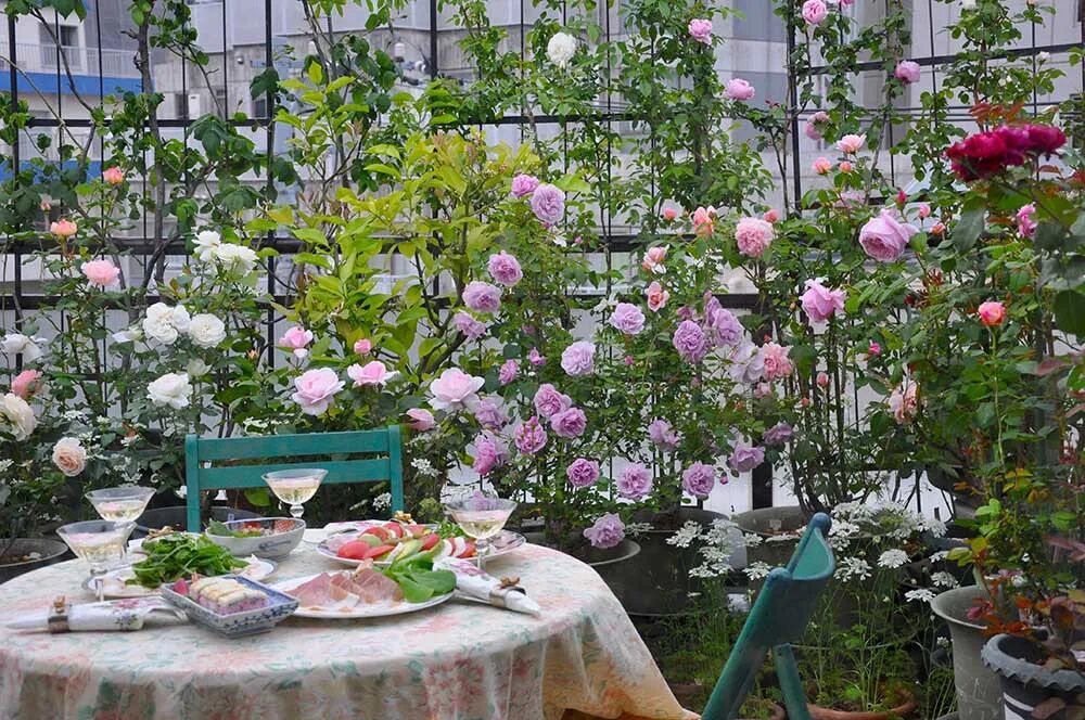 安吉拉月季 苗圃亲测+花友力荐！这15种月季真的足够抗病！