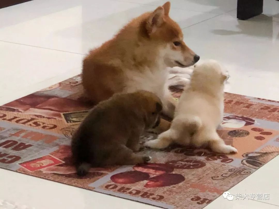 柴犬小课堂之胡麻柴的秘密 柴犬专营店 微信公众号文章阅读 Wemp