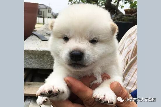 Tlc官网 怎么看一只日本柴犬体型是否标准 图文
