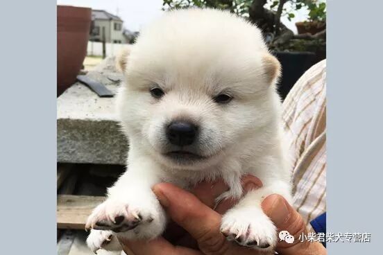 怎么看一只日本柴犬体型是否标准 图文 国内新鲜事