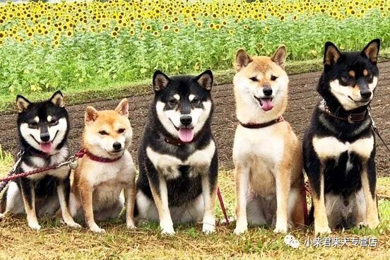 Tlc官网 柏林动物园 旅德大熊猫梦想癫痫发作被送入医院接受检查