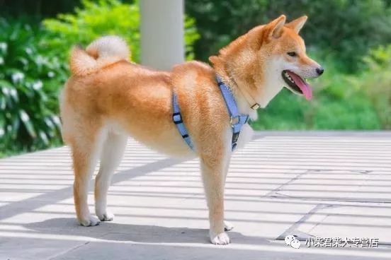怎么看一只日本柴犬体型是否标准 图文 国内新鲜事